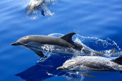 Delfines se adaptan a sobrepesca humana