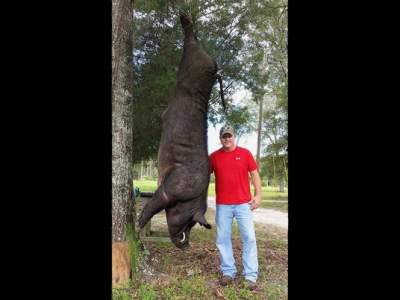  Mata en su patio a jabalí gigante de 370 kilos