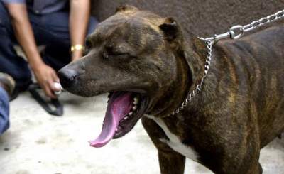 Dueño de perros que mataron a niña no pisaría la cárcel