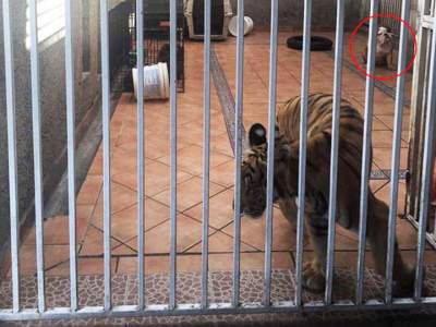 Aseguran cachorro de tigre en cochera de Monterrey