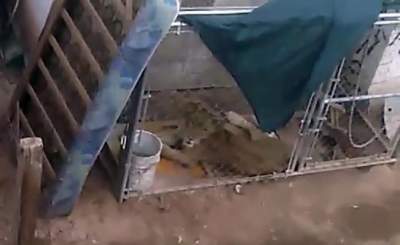 Aseguran león en Mexicali; estaba confinado en patio sin techo