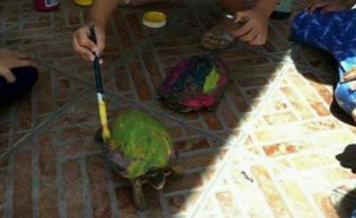 Causa polémica actividad donde niños pintan caparazones de tortugas