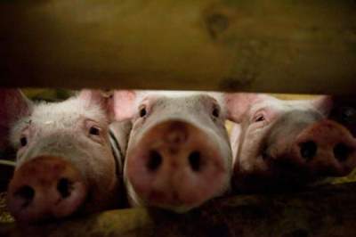 La carne de cerdo es segura y nutritiva, afirma académica de la UNAM