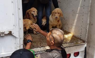 Clausuran criadero con más de 30 perros en Iztapalapa