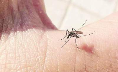Detectan 363 casos de dengue en Guanajuato