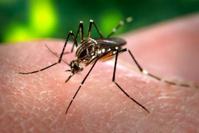 República Dominicana suma 10 muertes por dengue y 6.383 casos probables