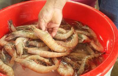 Escasez de camarón provoca autoveda en puertos de Sinaloa