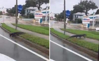 Caimanes se pasean por las calles de Florida tras paso de "Irma"