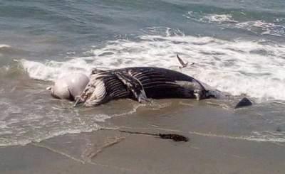 Encuentran ballena muerta en Playas de Rosarito