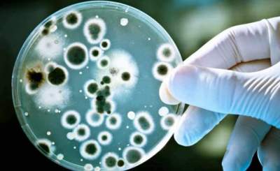 UNAM crea molécula contra enfermedades por hongos