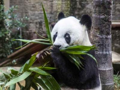 China llora la muerte de la panda Basi, a los 37 años