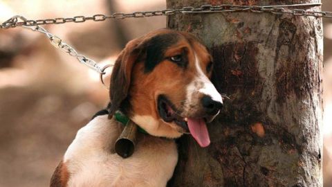 Avalan cárcel para quien sacrifique animales con crueldad