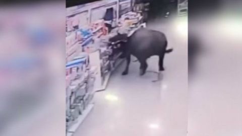 Búfalo ataca a mujer en super