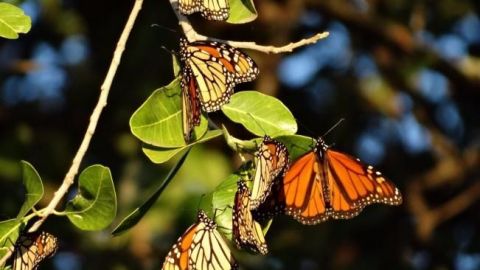 Han llegado las mariposas monarca
