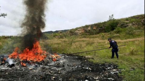 Incineran 10 millones de plantas de amapola en Guerrero