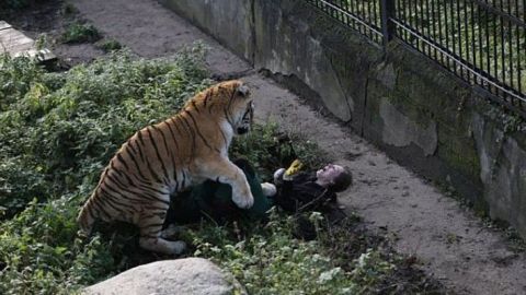 Un tigre siberiano ataca a su cuidadora en un zoo de Rusia