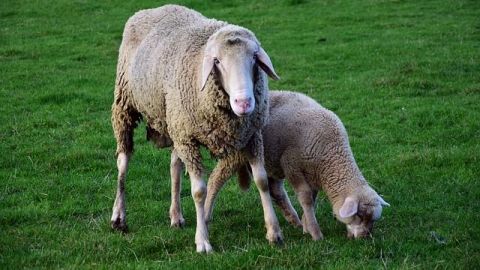 Las ovejas son capaces de reconocer rostros humanos en fotografías