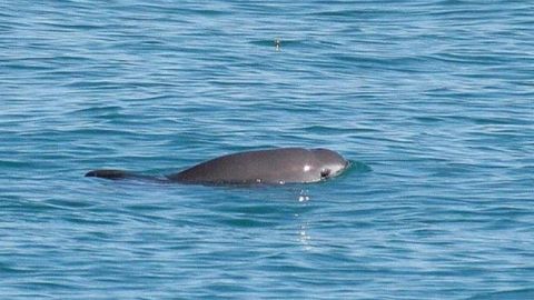 Por muerte de vaquita marina, suspenden programa de rescate