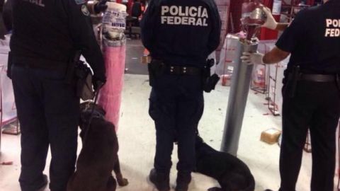 Agentes caninos aseguraron 24 kilos de droga en Veracruz