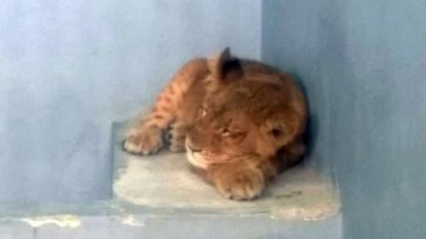 VIDEO: Aseguran a cachorro de león en Tijuana