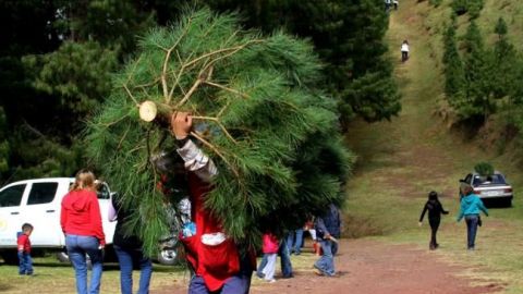 Estiman derrama de 350 mdp por venta de 700 mil árboles de Navidad
