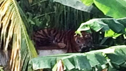 Tigre de bengala causa movilización y alarma en Chetumal