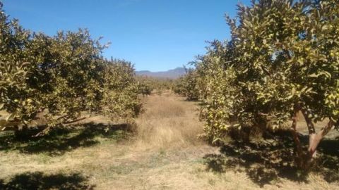 Heladas pegan a producción de guayaba en Aguascalientes