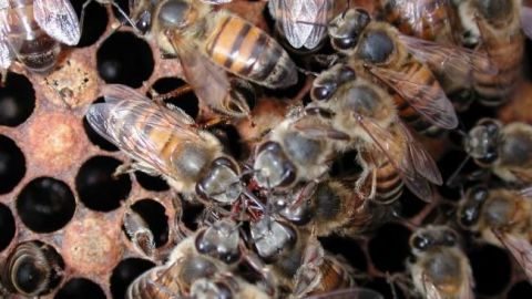 Muere joven y 40 aves de corral por ataque de abejas en Chiapas