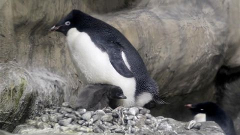 Zoológico de Guadalajara celebra la llegada de tres crías de pingüino Adelie