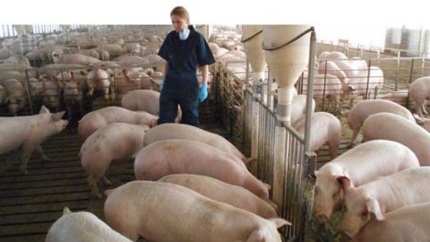 EE.UU. autoriza importación de cerdo de todo el territorio mexicano