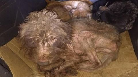 Perros buscaban refugio en "Hábitat", pero encontraron un infierno