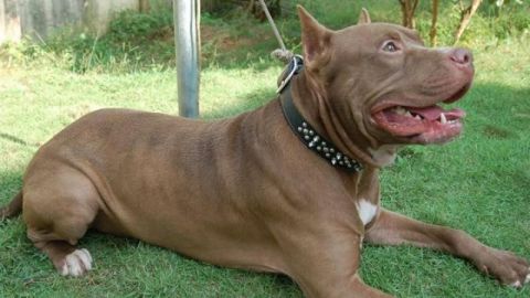 Perro Pitbull mata a niño de un año