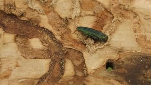 Protección al ambiente en alerta por “escarabajo” dañino
