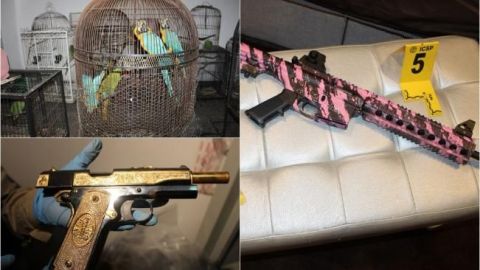 Aseguran militares aves exóticas y pistolas de oro en casa de NL