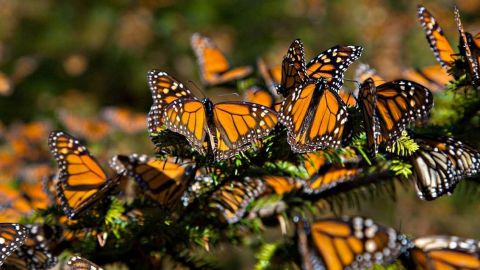 Mariposa monarca disminuye en México y expertos culpan al cambio climático
