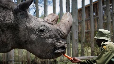 Muere el último rinoceronte blanco del norte macho del mundo