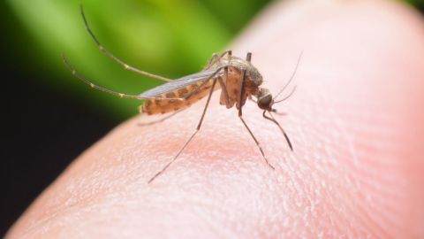 Buscan modificar mosquitos genéricamente para evitar dengue en BCS
