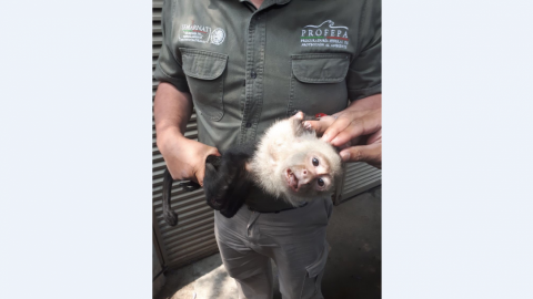 Capturan a mono capuchino; lo trasladan al zoológico de Chapultepec