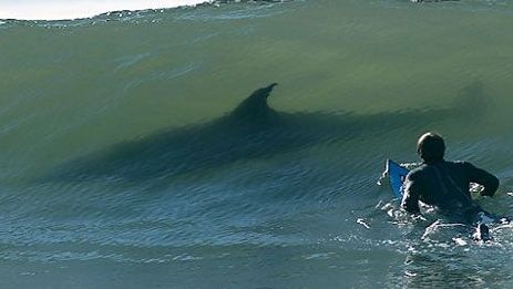 Ataques de tiburones obligan a cancelar prueba del Mundial de Surf