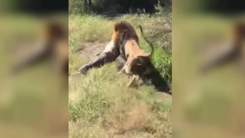VIDEO: León ataca a su dueño de reserva  y ¡Vive para contarlo!