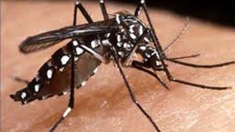 Calor y lluvia ayudan a mosquitos transmisores de enfermedades