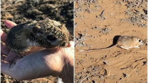 Reaparece rata canguro que se creía extinta en Baja California