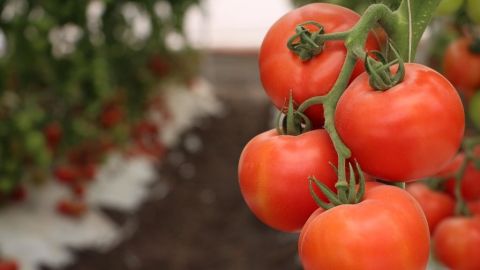 Produjeron tomateros 179 mil toneladas en la zona costa de Baja California