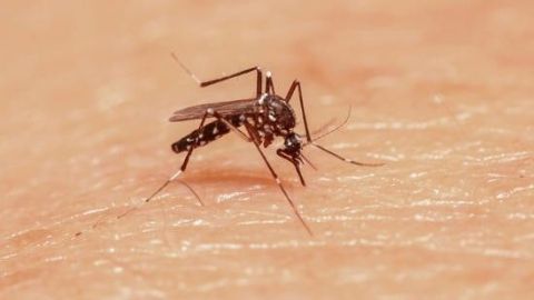En alerta sector salud por presencia de mosquito en Tecate