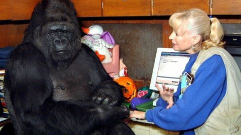 VIDEO: Muere Koko, la gorila capaz de "hablar" a través del lenguaje de signos