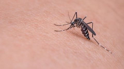 El virus del Zika podría causar abortos incluso en mujeres sin síntomas