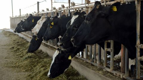 Capacitarán sobre el manejo del hato infectado en la producción de leche
