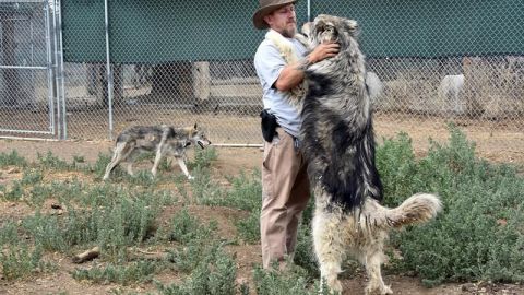 La "cura" del lobo, exsoldados con estrés postraumático se unen a la manada