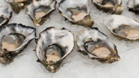 Hombre muere en Florida tras comer ostras infectadas