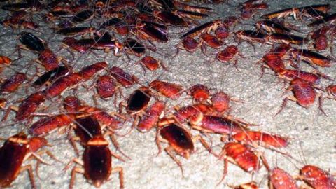 Advierte el IMSS proliferación de cucarachas por el calor